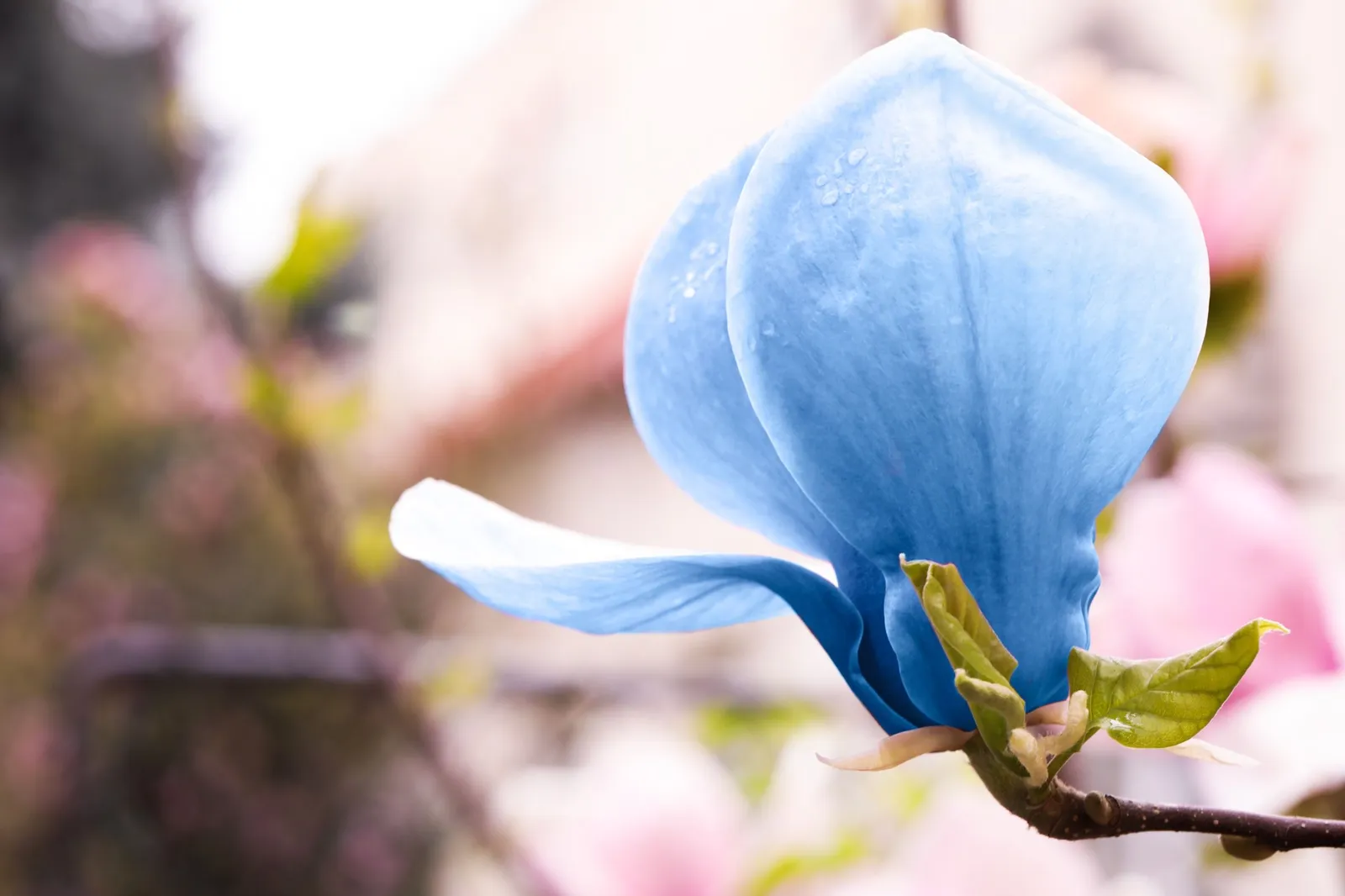 Poppelmagnolia 'Blue Opal', sol 80-100 cm, co/kl - miniatyr 4