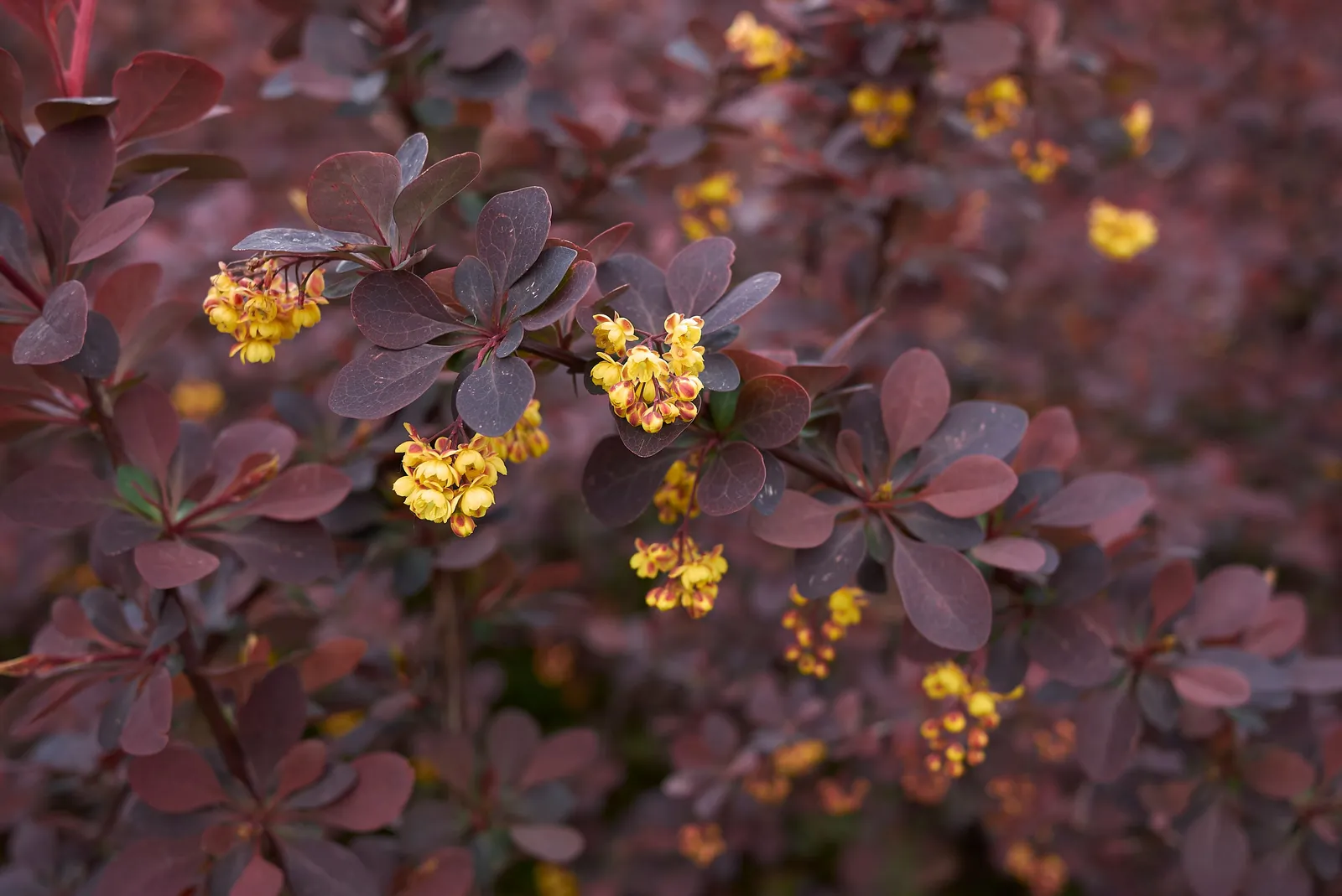 Röd häckberberis 'Atropurpurea' - miniatyr 2