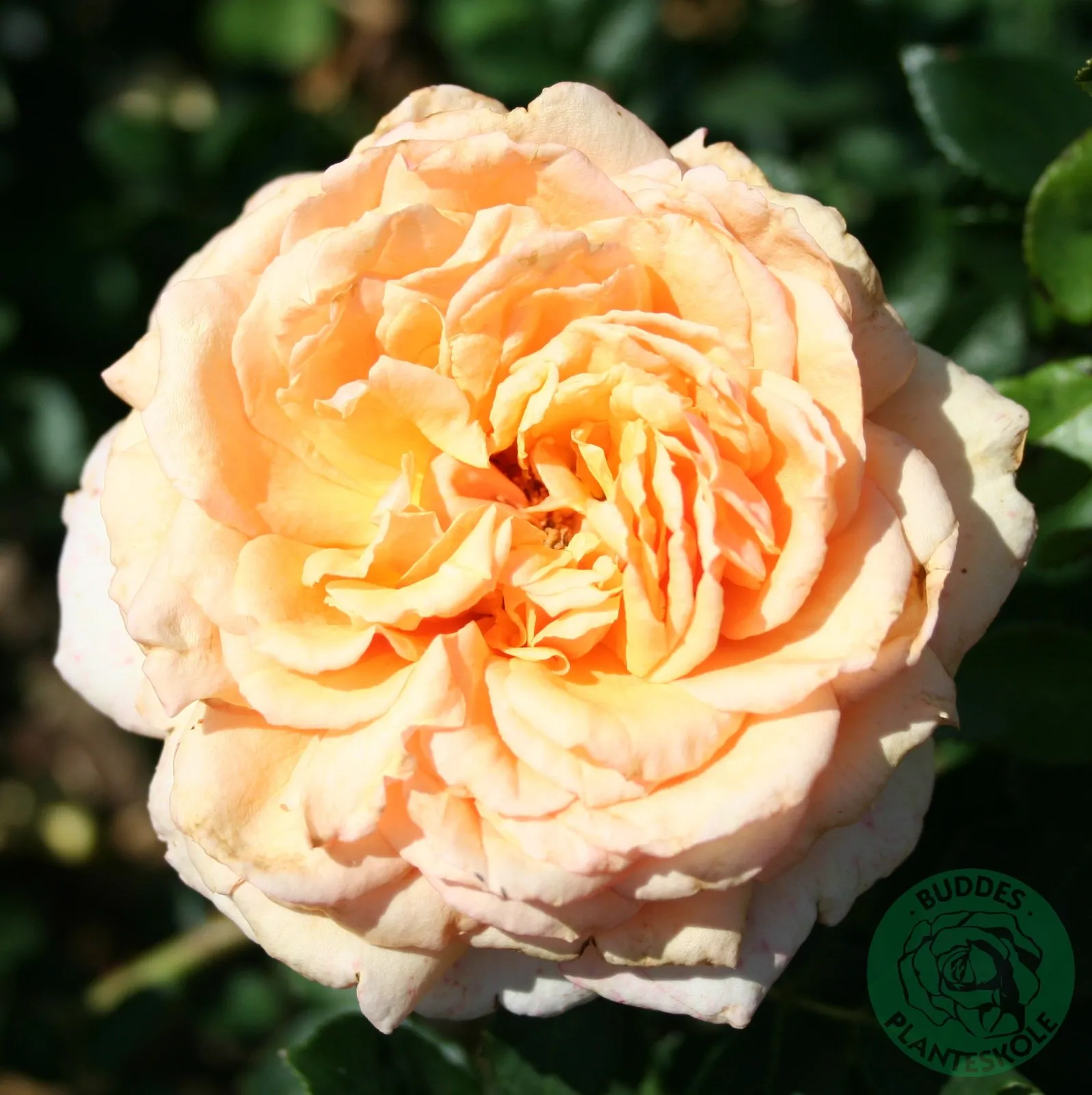 Tehybridros CARL NIELSEN ('Poulht010')