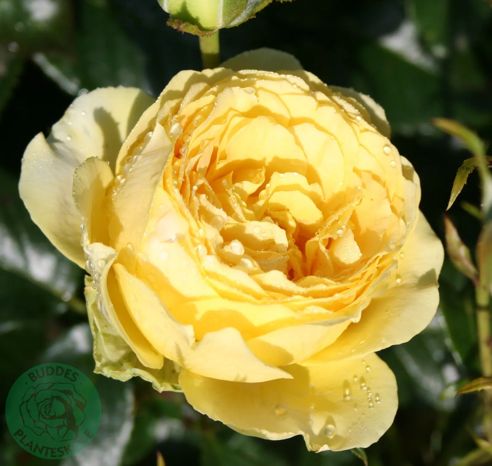 Floribundaros MARSELISBORG ('Poulreb')