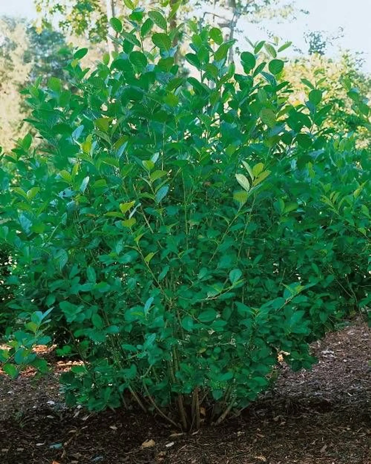 Slånaronia 'Elata', 60-100 cm, Goliat