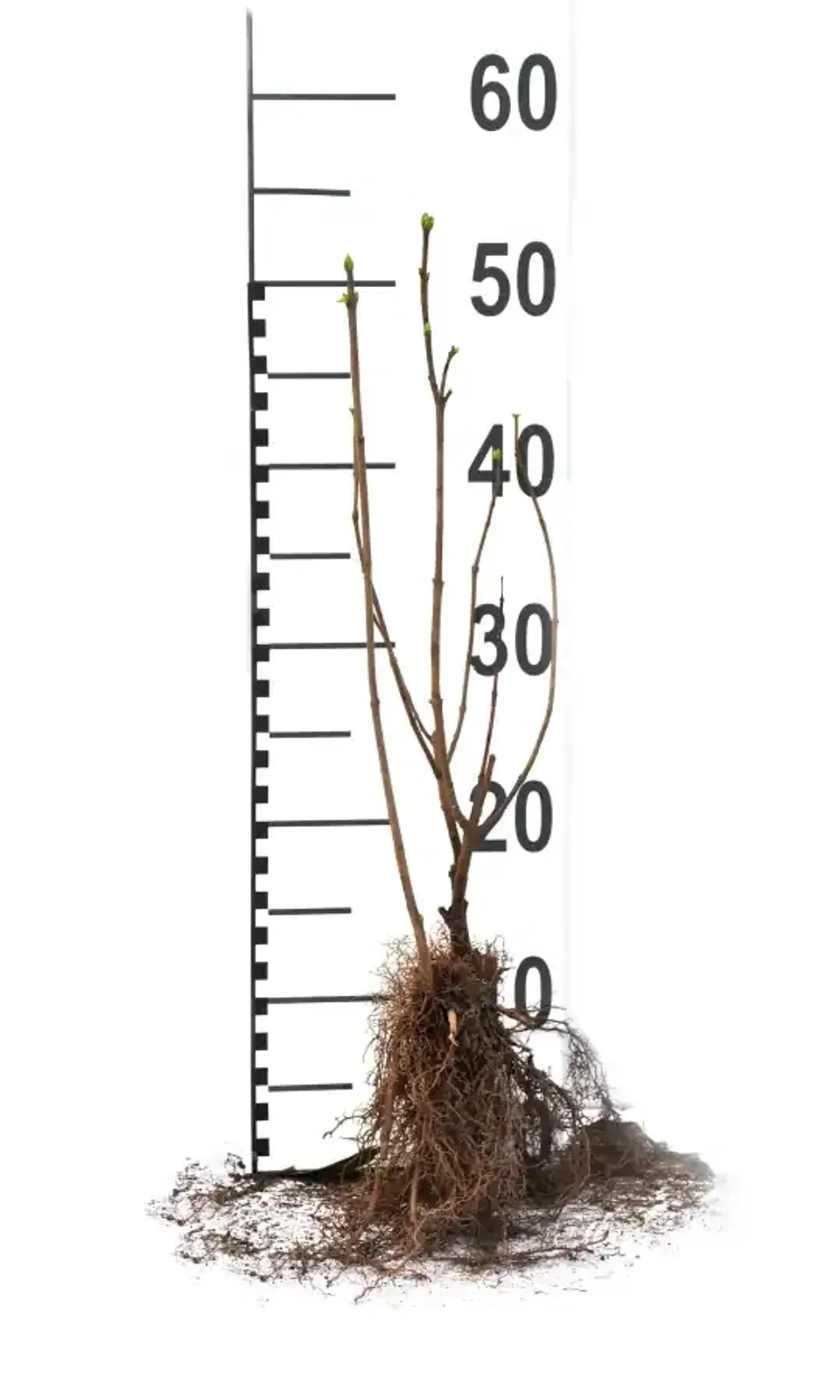 Vit syren, 30-50 cm — detalj 6