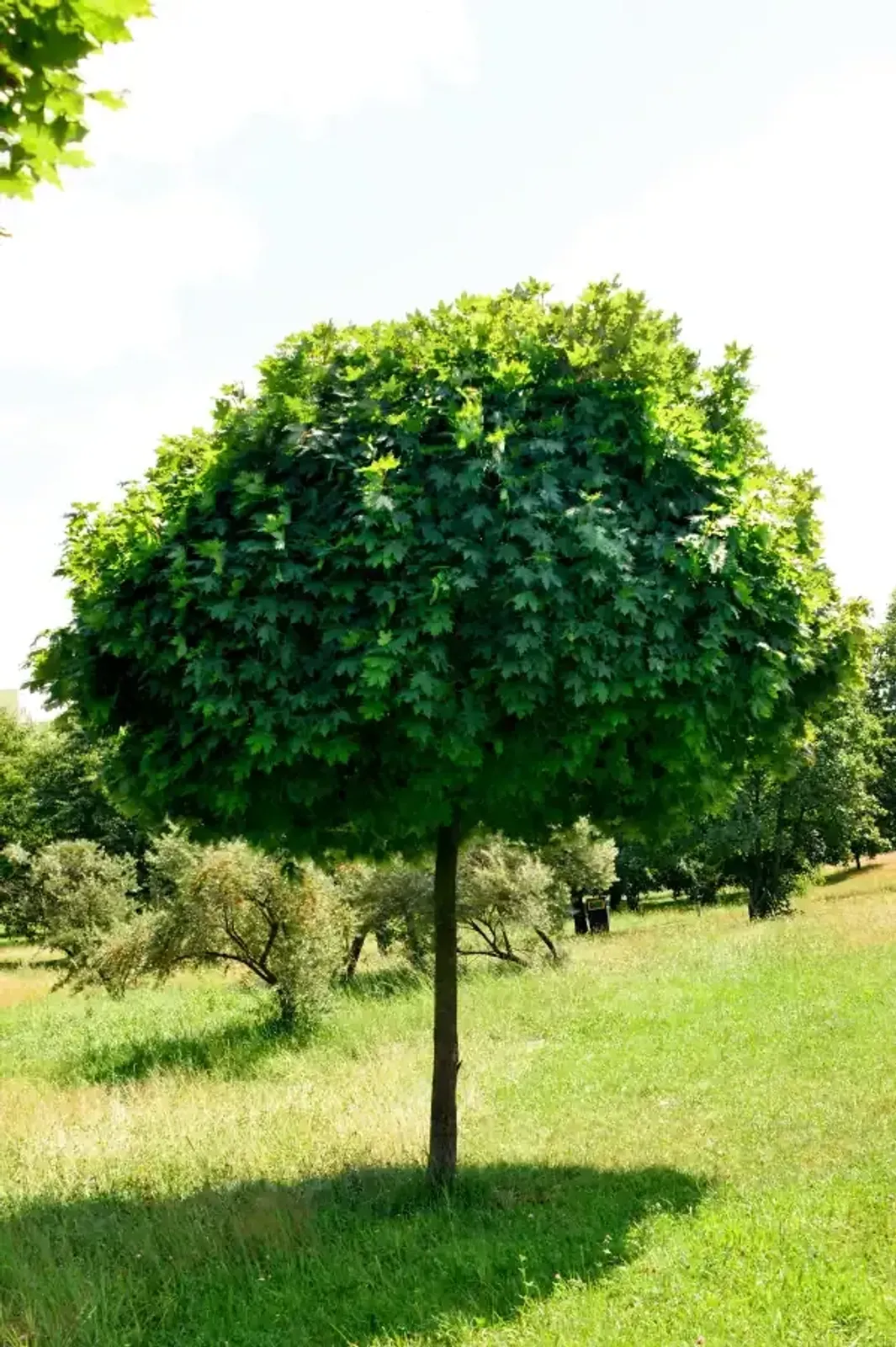 Klotlönn 'Globosum', Högstammat träd