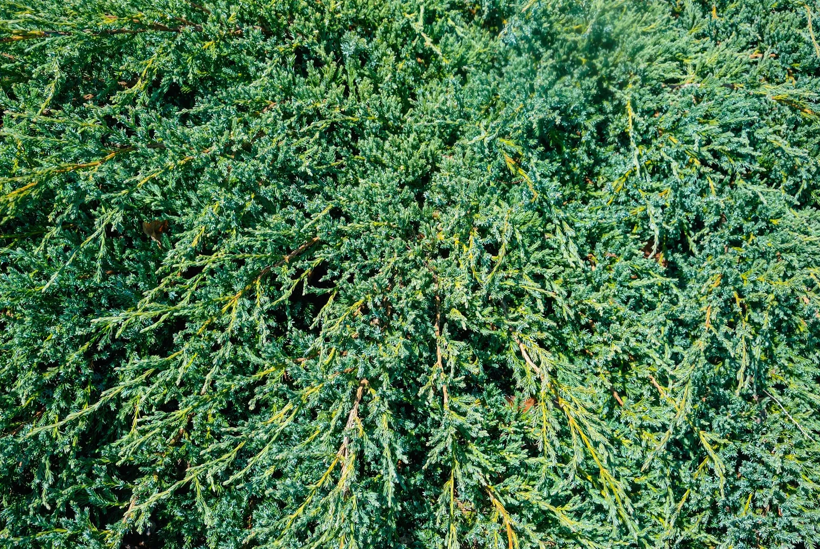 Himalaya-en 'Blue Carpet', 30-40 cm - miniatyr 3