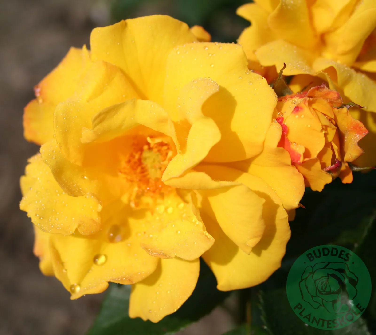 Floribundaros GOLDMARIE ('Korfalt')