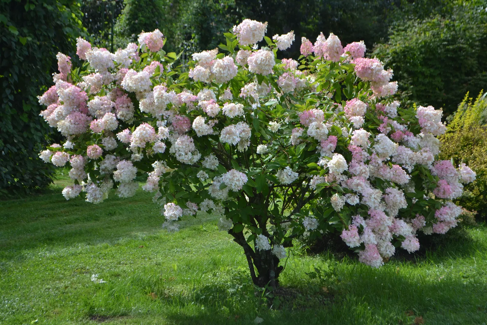 Syrenhortensia - miniatyr 3