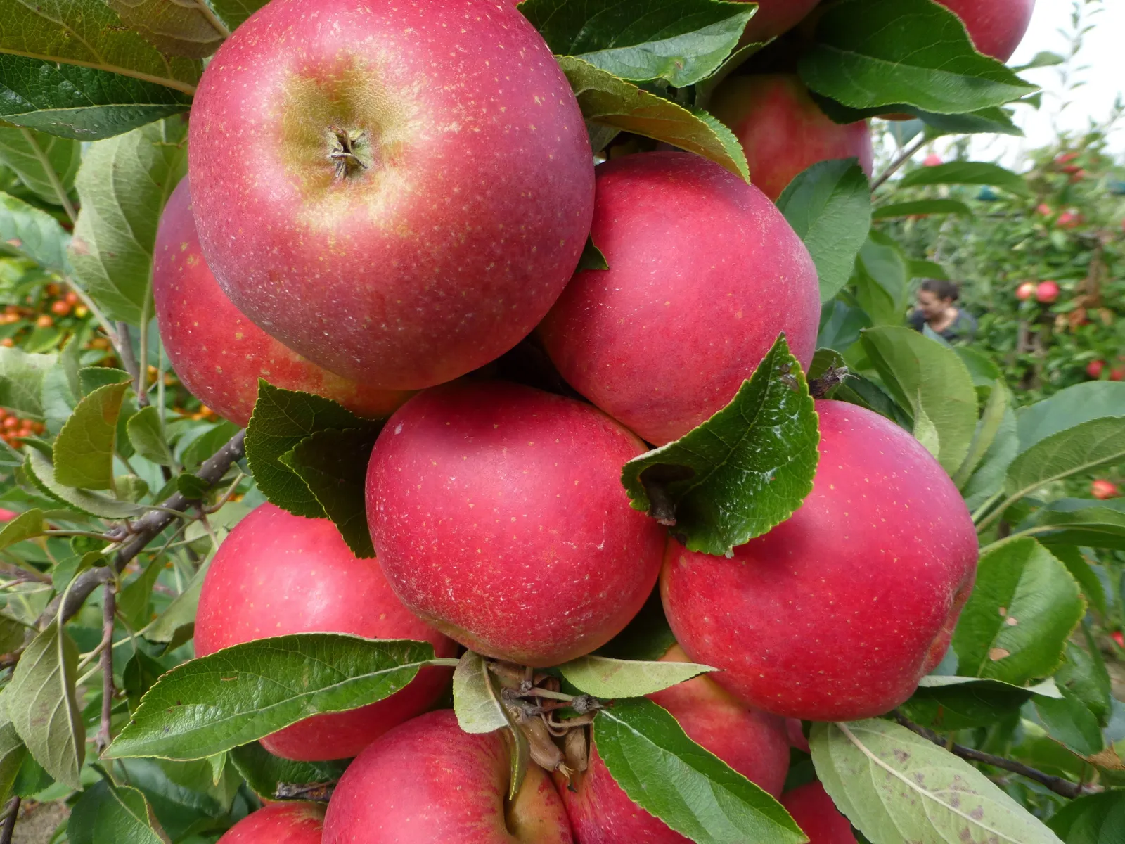 Äpple AGNES® E, svagväxande, B9 - miniatyr 2