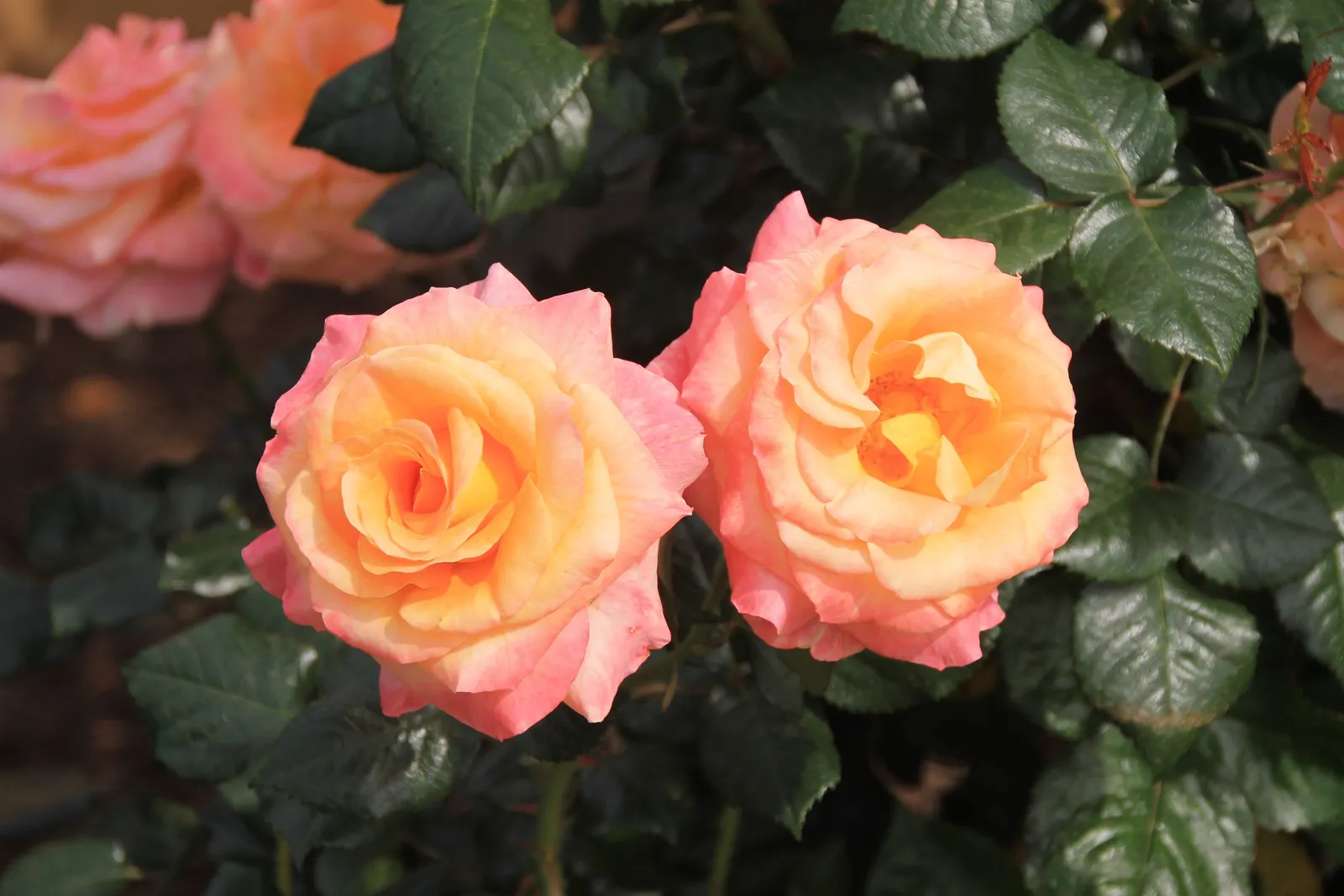Miniatyrros MANDARIN® ('Korcelin') - miniatyr 5