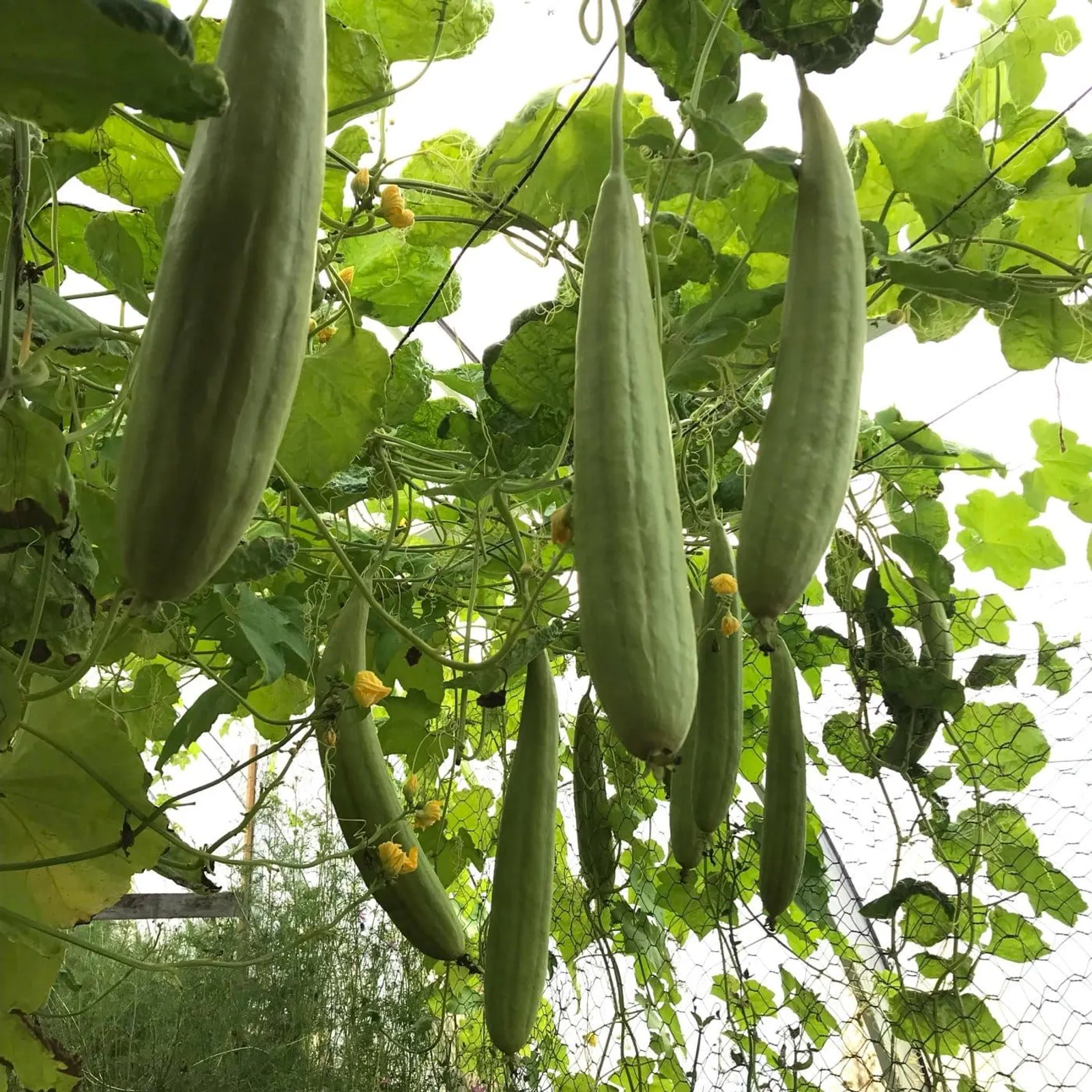 Luffagurka luffa frö med luffagurka
