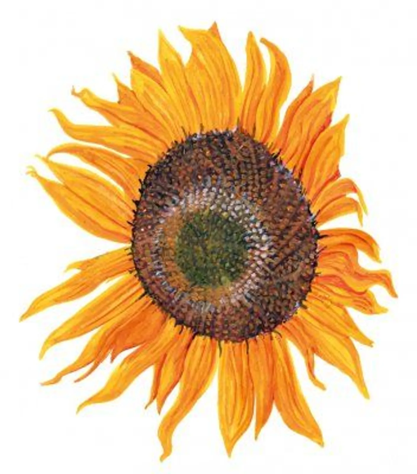 Solros