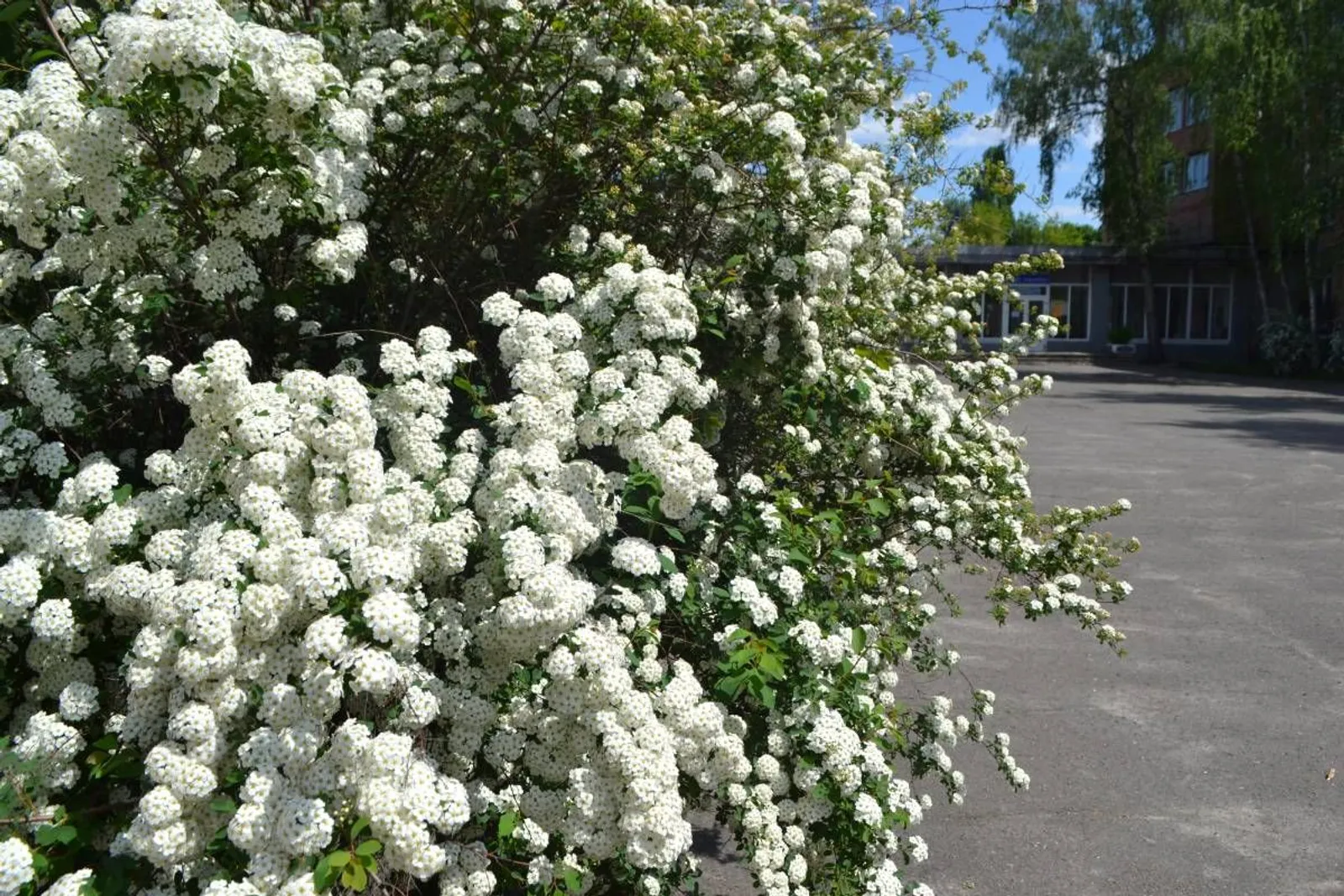 Bukettspirea, 80-100 cm, Goliat — detalj 3