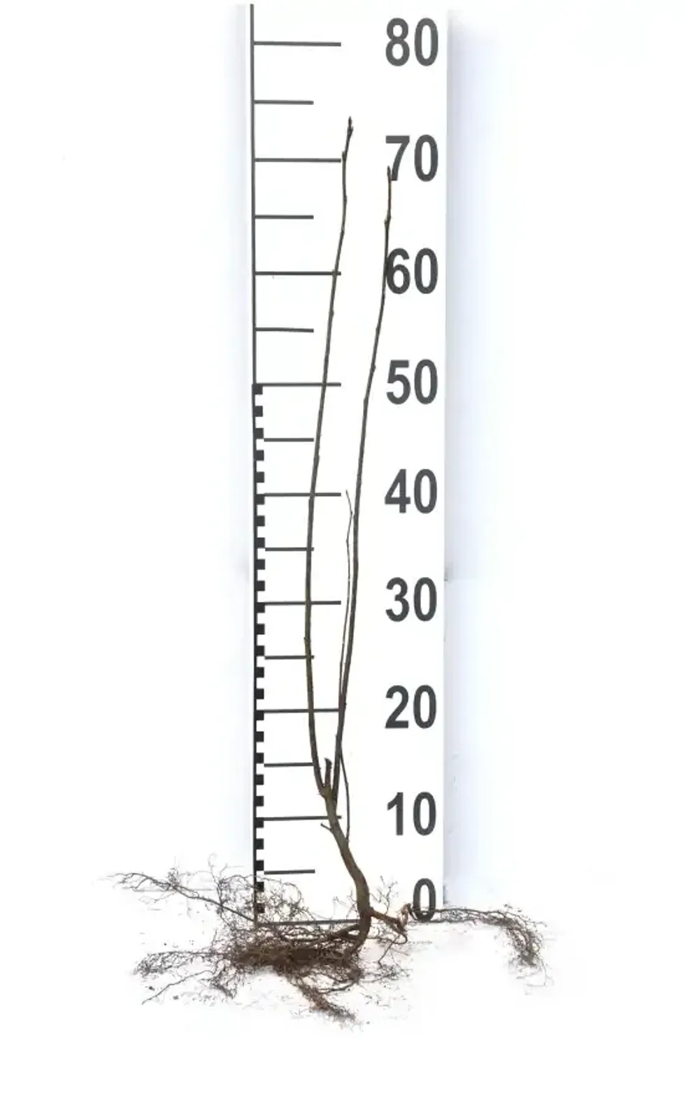 Hägg, 50-80 cm — detalj 6