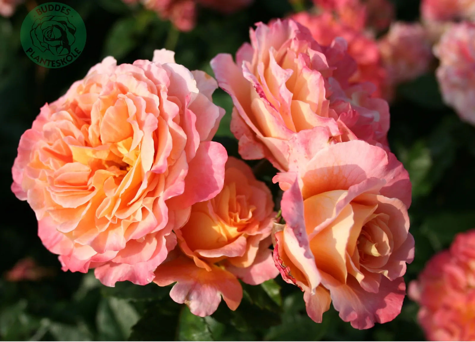 Tehybridros AUGUSTA LUISE ('Tangust'PBR)
