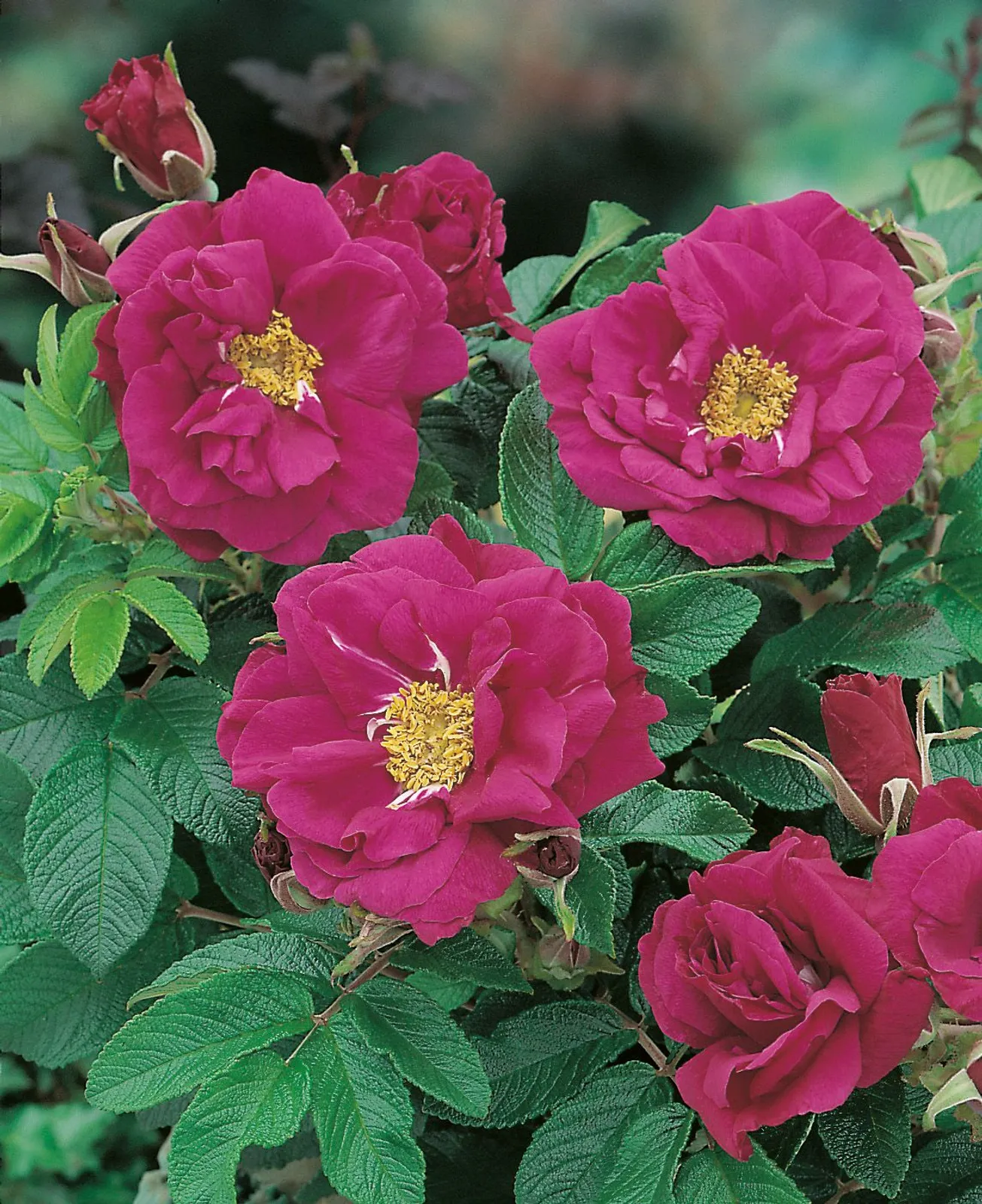 Rugosa-ros 'Hansa'