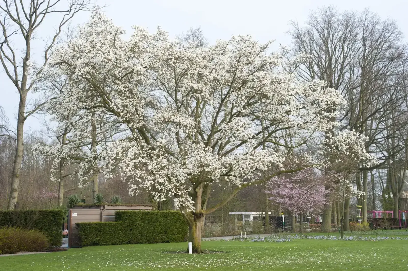 Japansk Magnolia, Högstammat träd — detalj 5