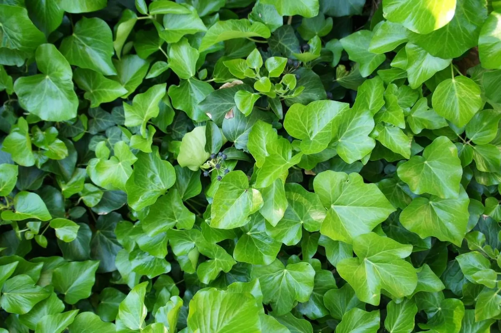 Storbladig murgröna, 15-30 cm