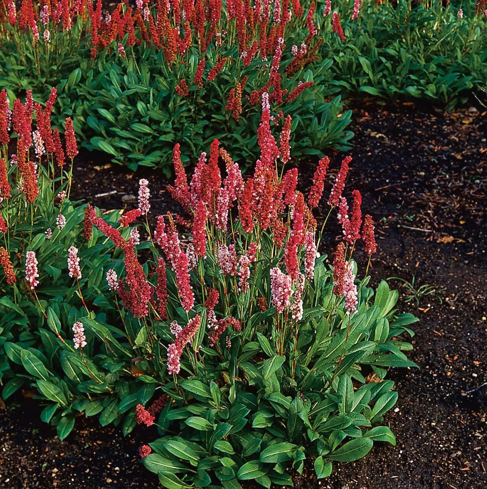 Bergormrot 'Darjeeling Red'