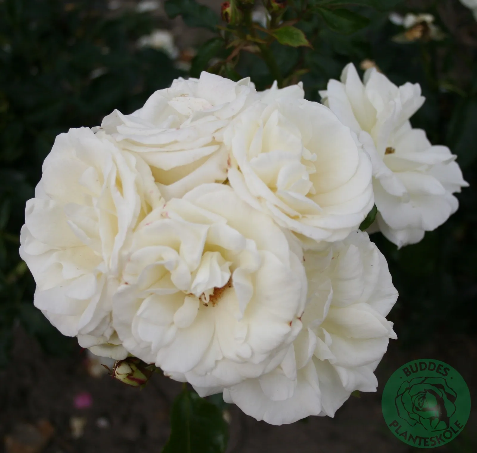 Floribundaros LA PALOMA '85 ('Tanamola')