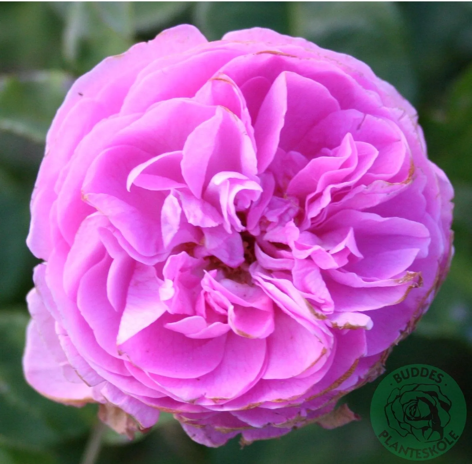 Bourbonros 'Louise Odier'