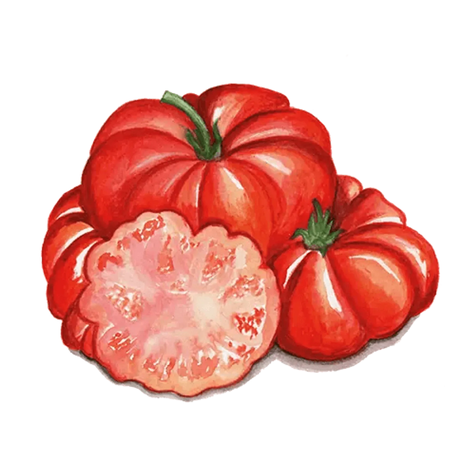 Tomat 'Costoluto Fiorentino', Frö