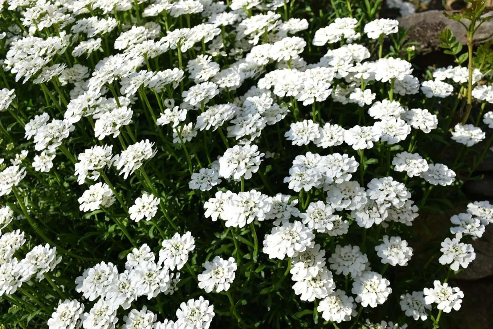 Vinteriberis 'Schneeflocke'