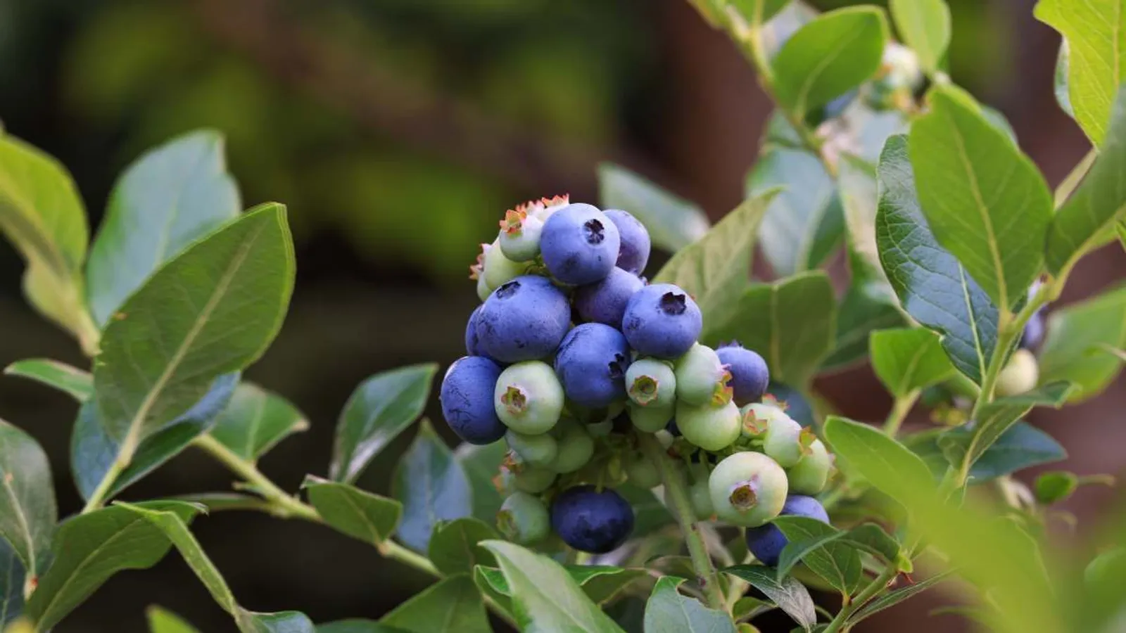 Hybridblåbär 'Northblue'
