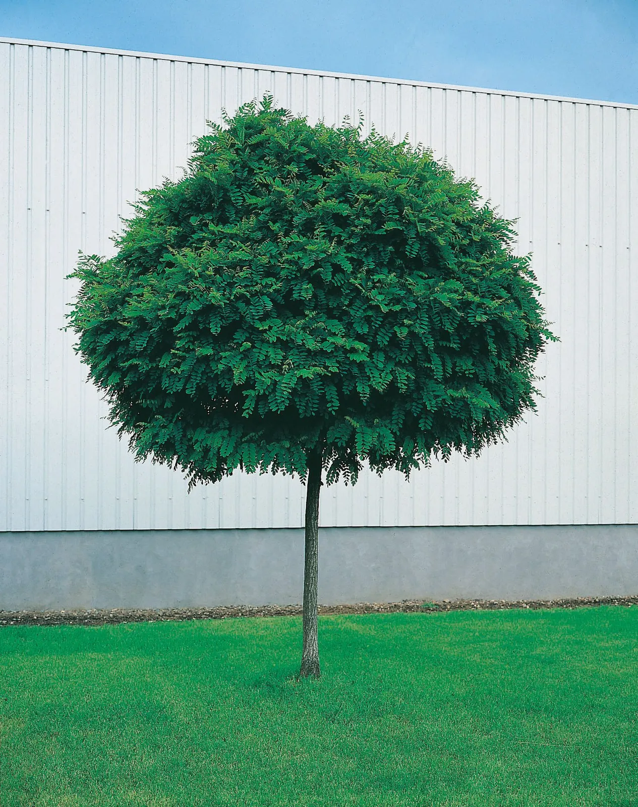 Klotrobinia, Sh 100-120