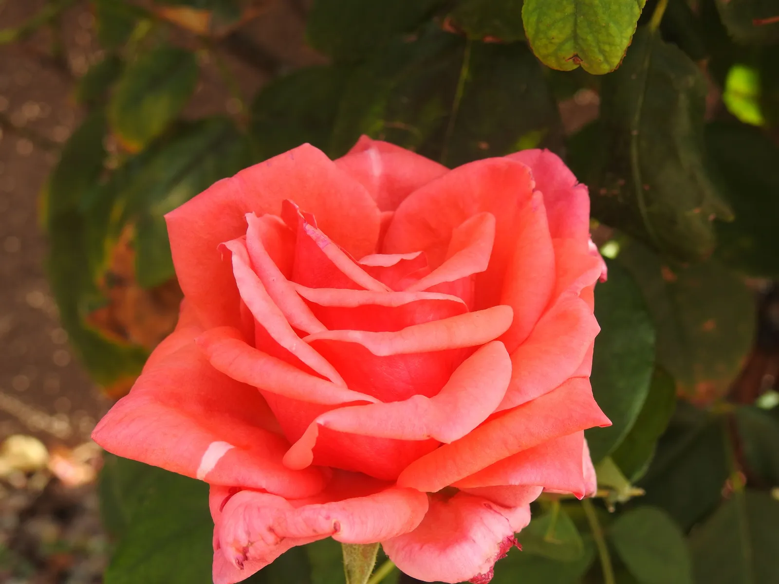 Floribundaros PICCOLO ('Tanolokip') - miniatyr 2