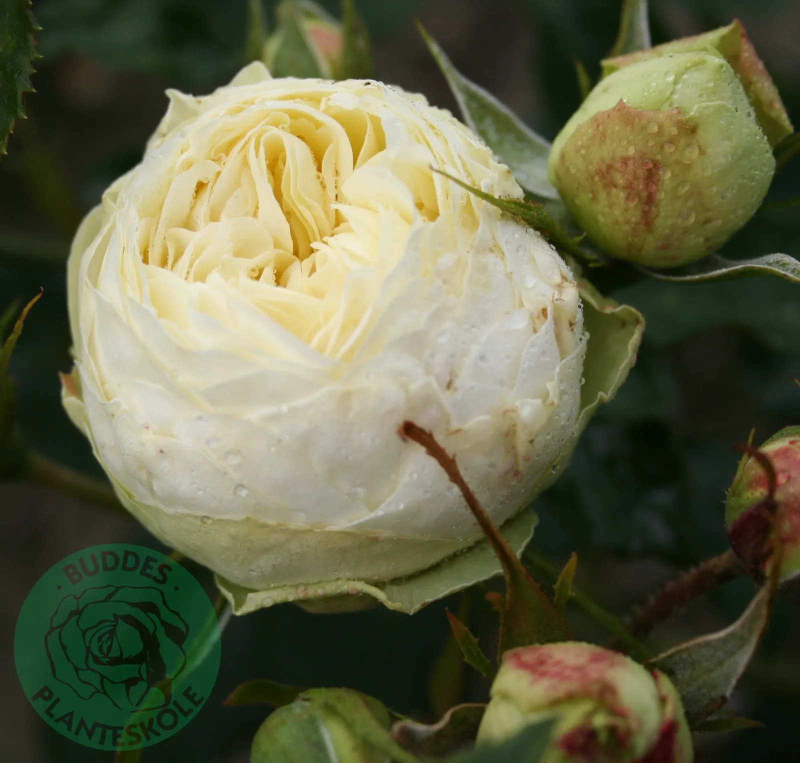 Tehybridros WEDDING PIANO ('Tan09469'PBR)