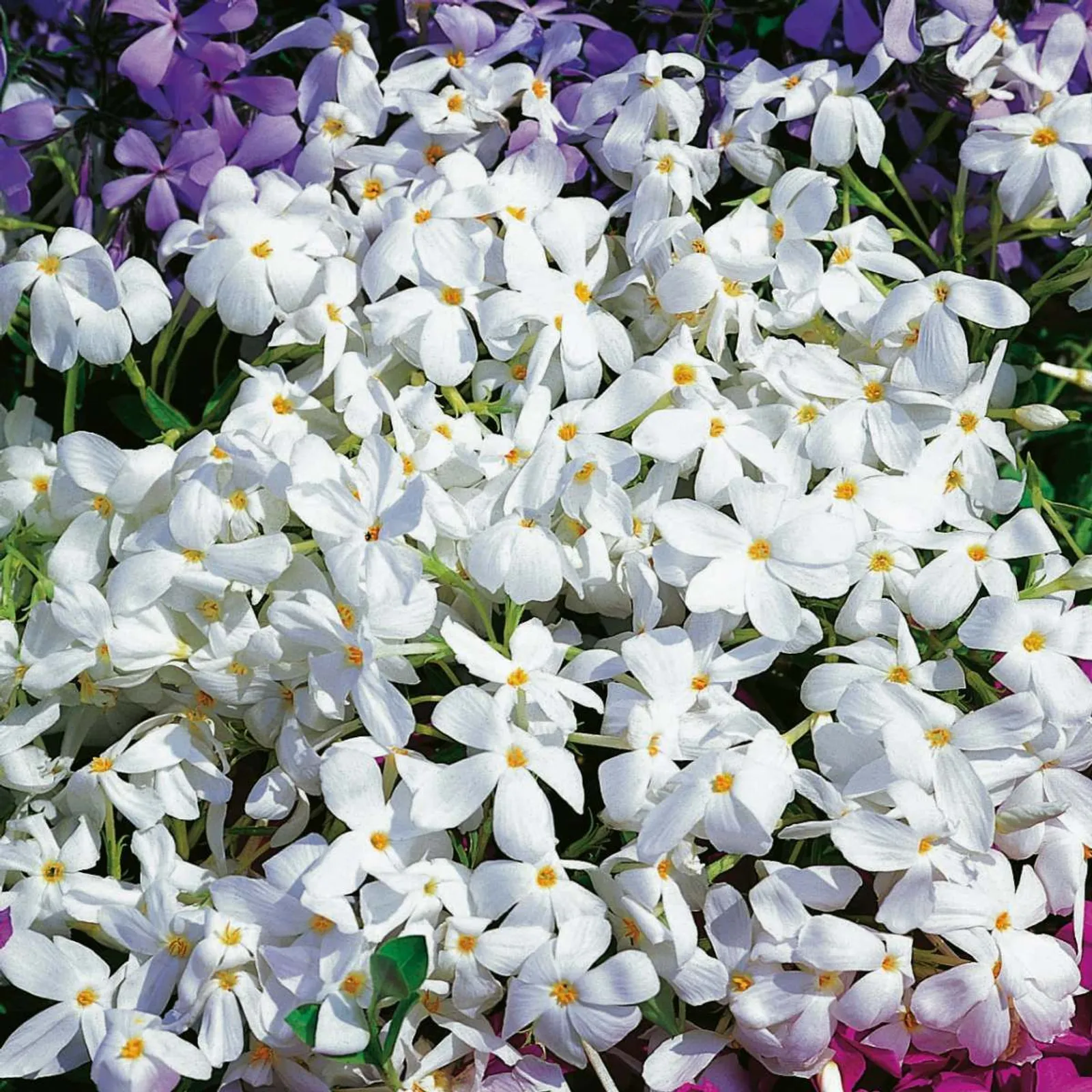 Krypflox 'Alba'