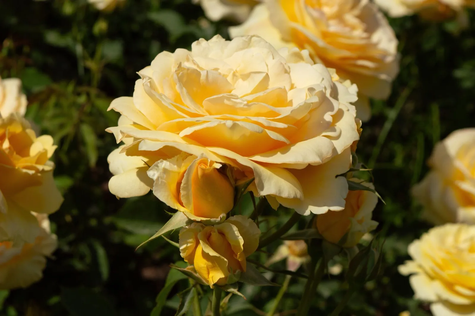 Floribundaros MARSELISBORG ('Poulreb') - miniatyr 4