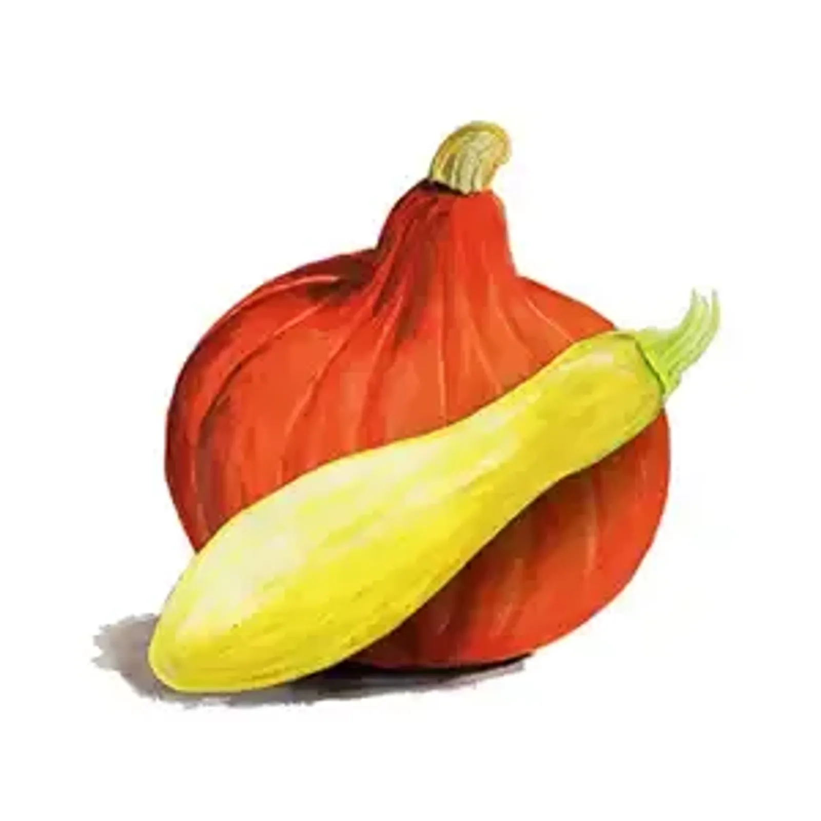 Pumpa & Squash
