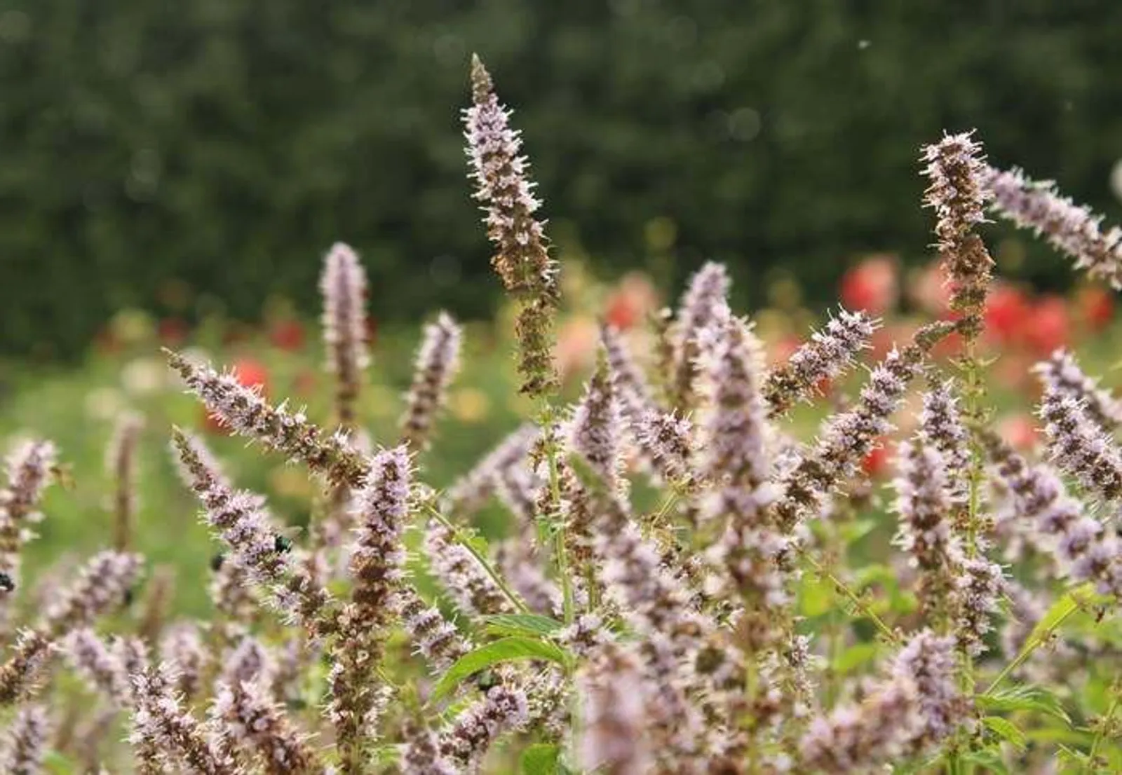 Grönmynta 'Fägre' med gröna aromatiska blad, klassisk myntört för te och matlagning.