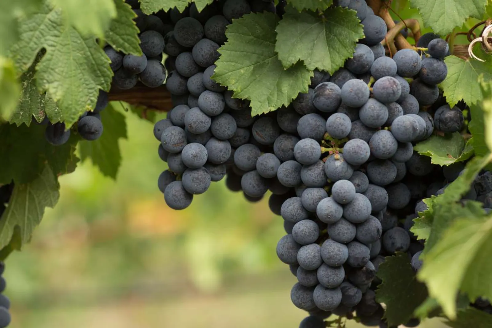 Vindruva 'Blå Burgunder', 10-pack — närbild