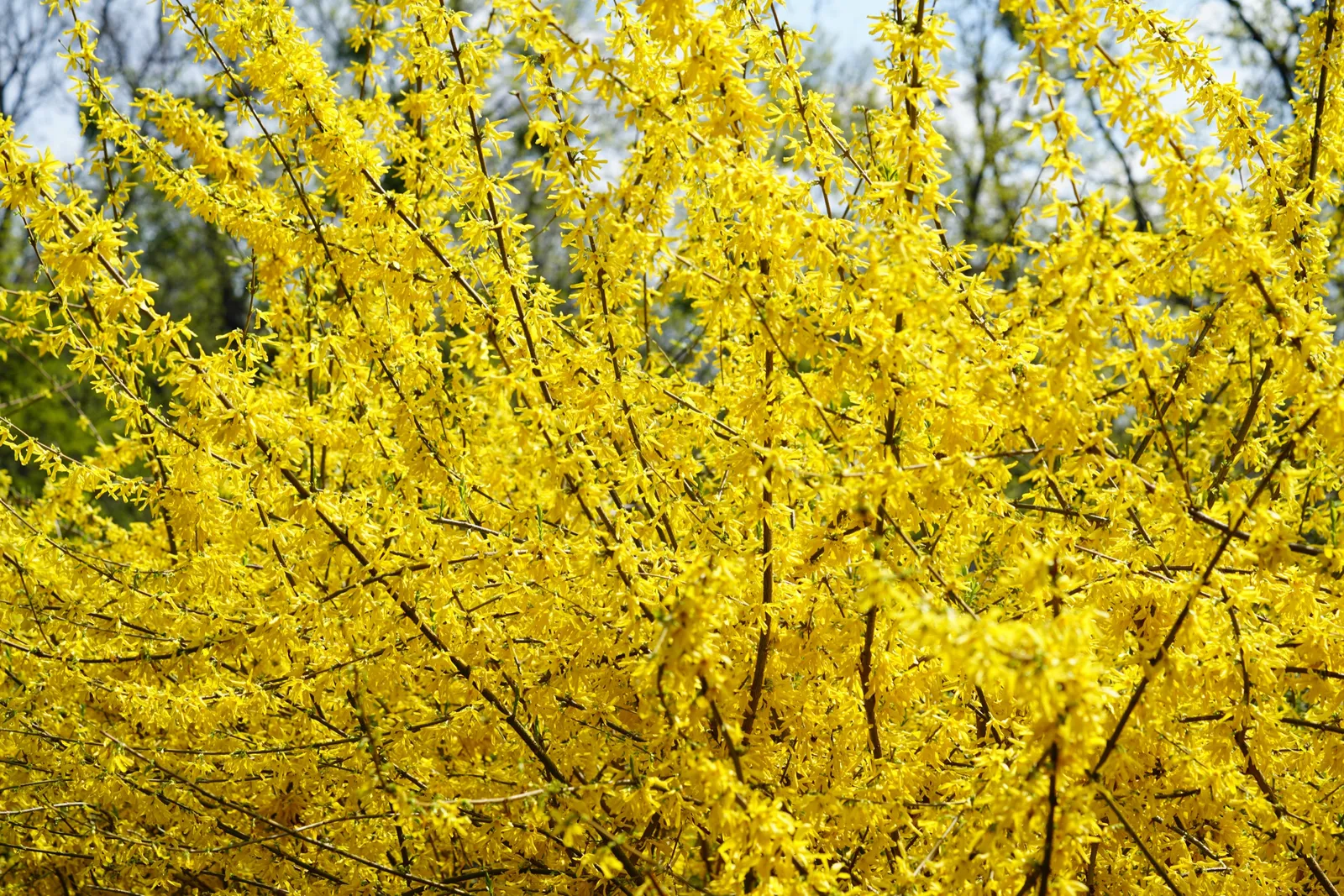 Hybridforsythia 'Lynwood', sol 125-150 cm, co/kl - bild 2