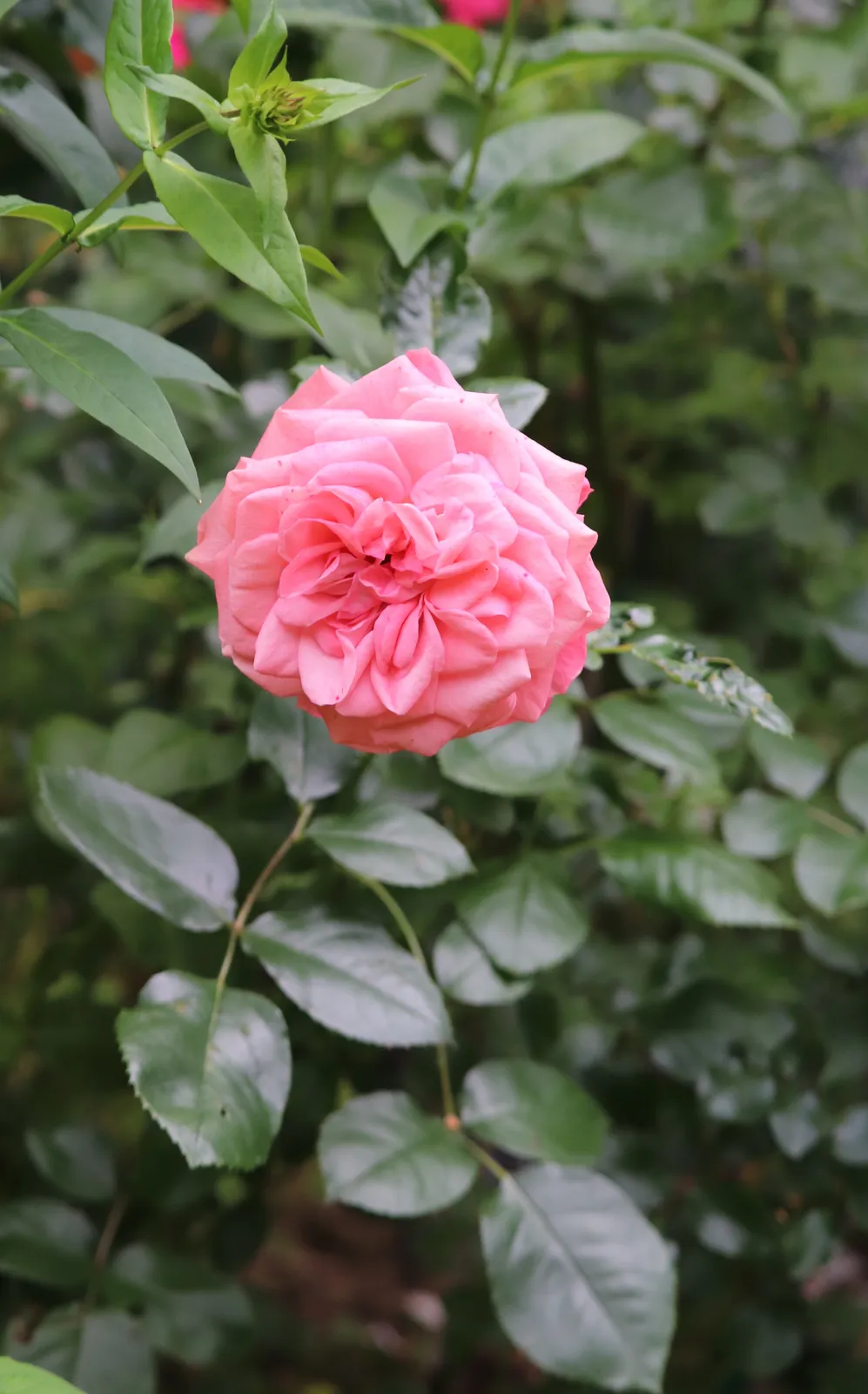 Floribundaros SCHACKENBORG ('Pouldron') - bild 5