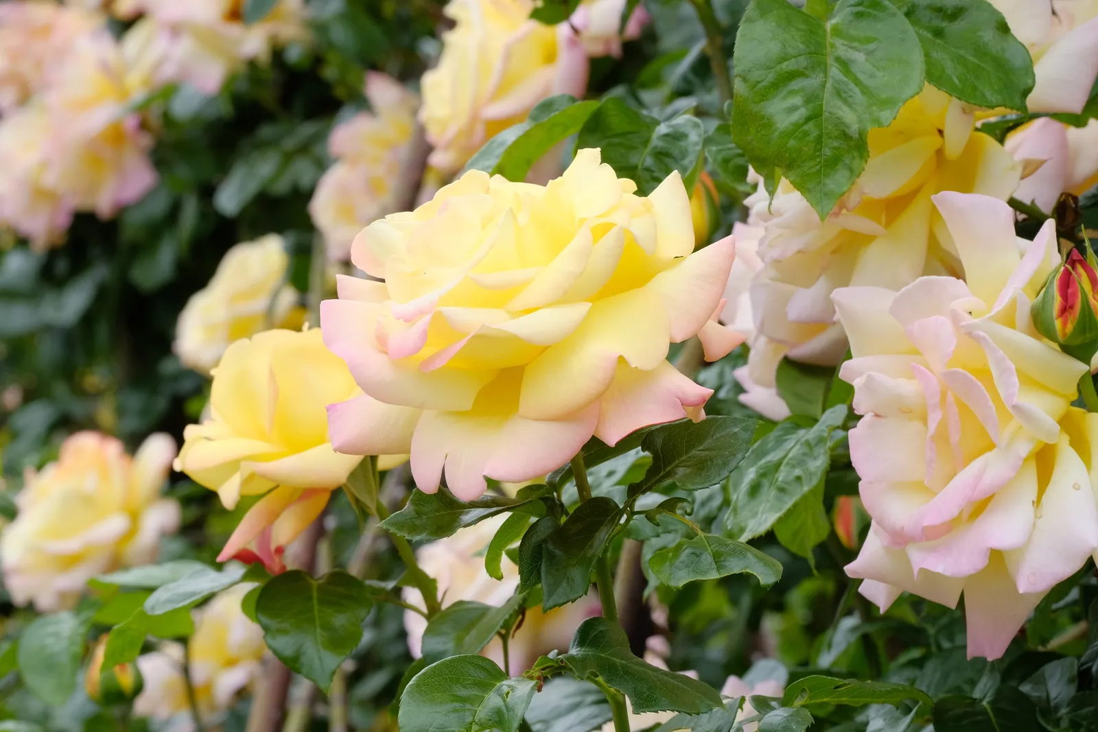 Tehybridros PEACE®, syn. tehybridros 'Mme A. Meilland' - bild 4