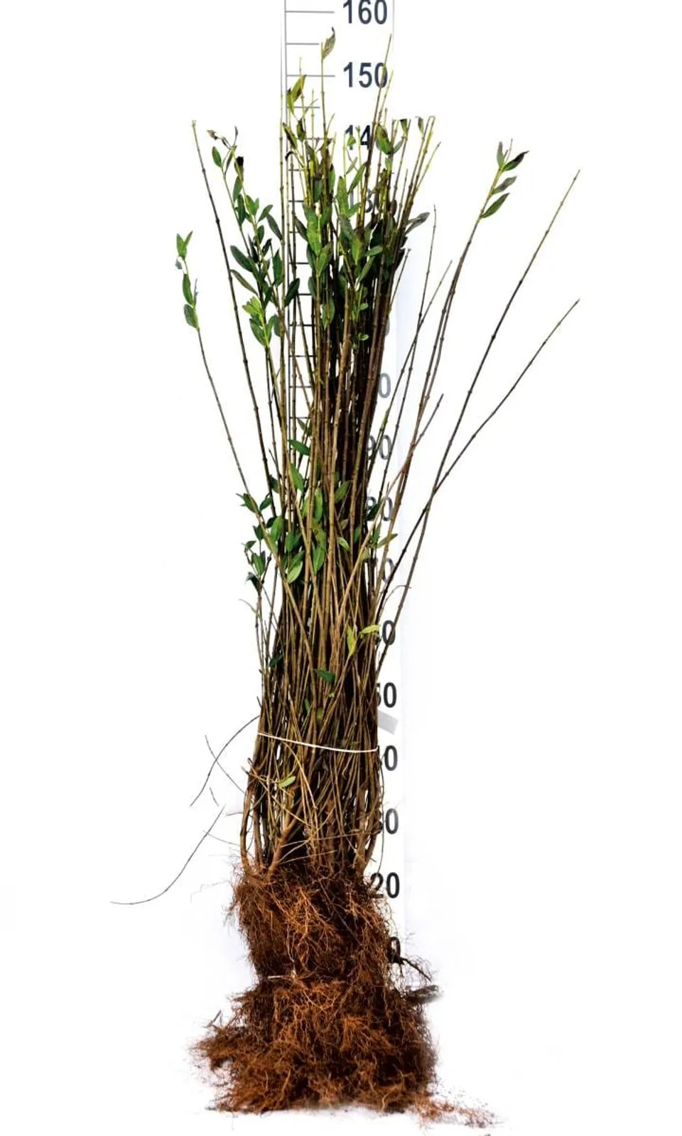 Vinterliguster 'Liga', 125-150 cm, Goliat — detalj 4