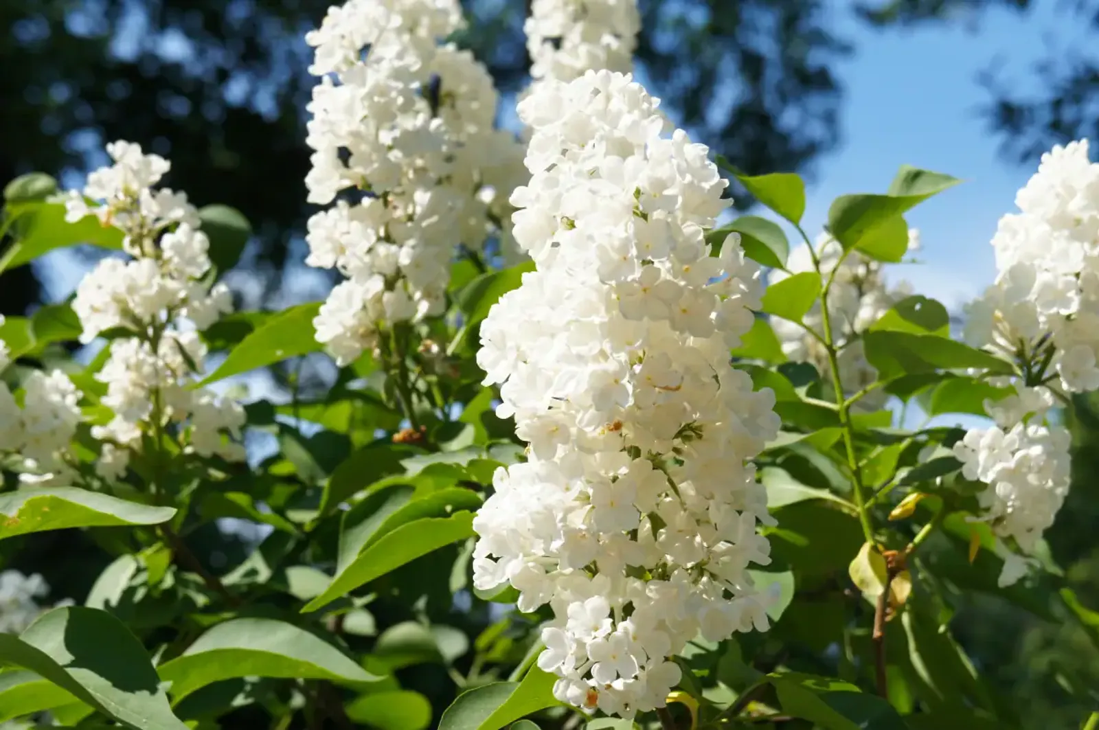 Vit syren med doftande vita blommor, en klassisk häckväxt för skandinaviska trädgårdar.