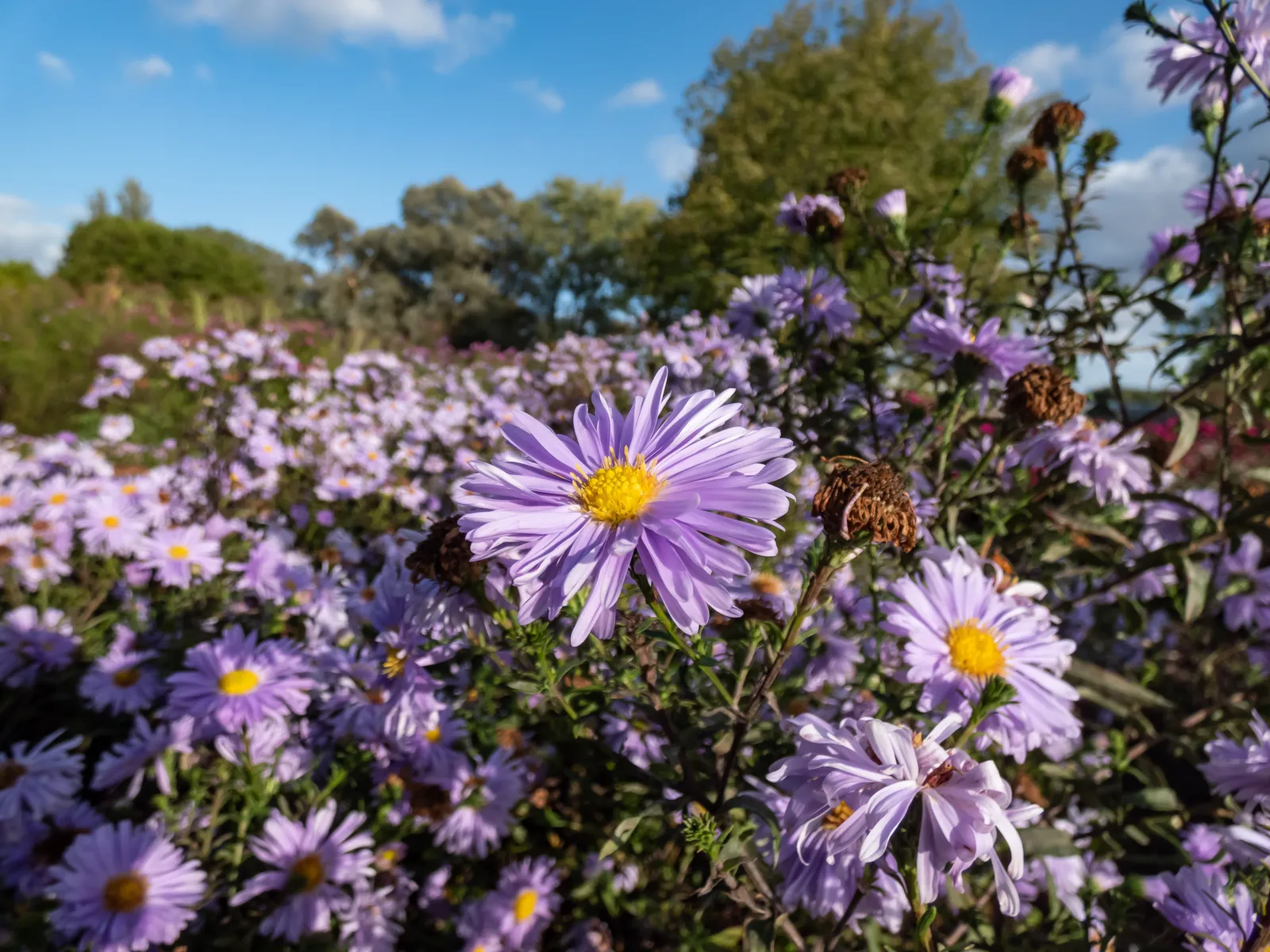 Oktoberaster 'Early Blue' - bild 3