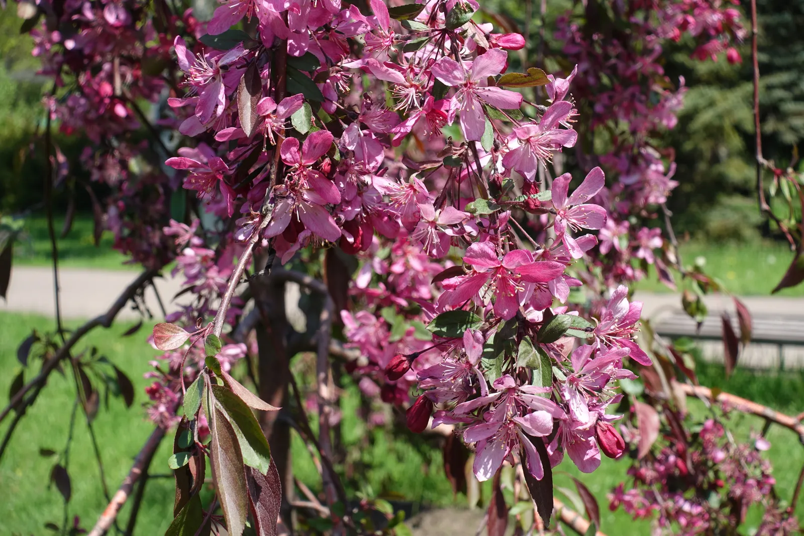 Prydnadsapel 'Royal Beauty', Sh 120 - bild 4