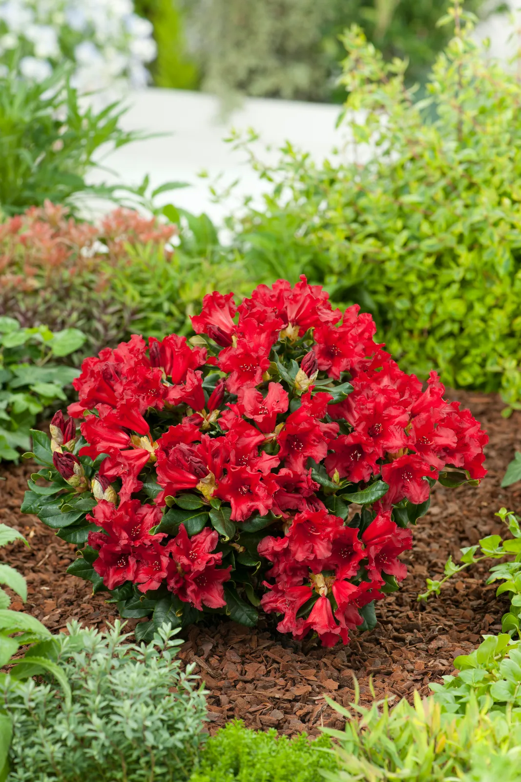 Forrestii-rododendron 'Baden-Baden', 15-20 cm - bild 1