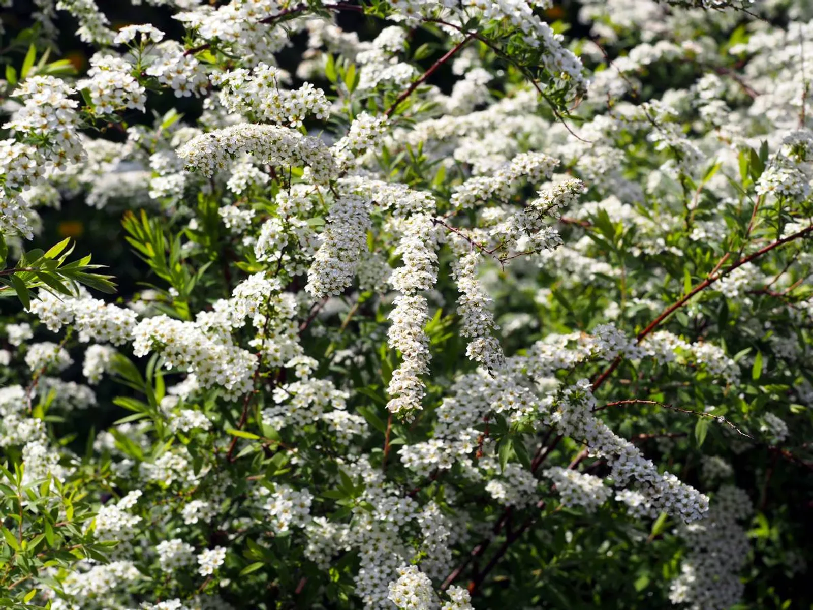 Norskspirea 'Grefsheim' E, 20-40 cm — detalj 2