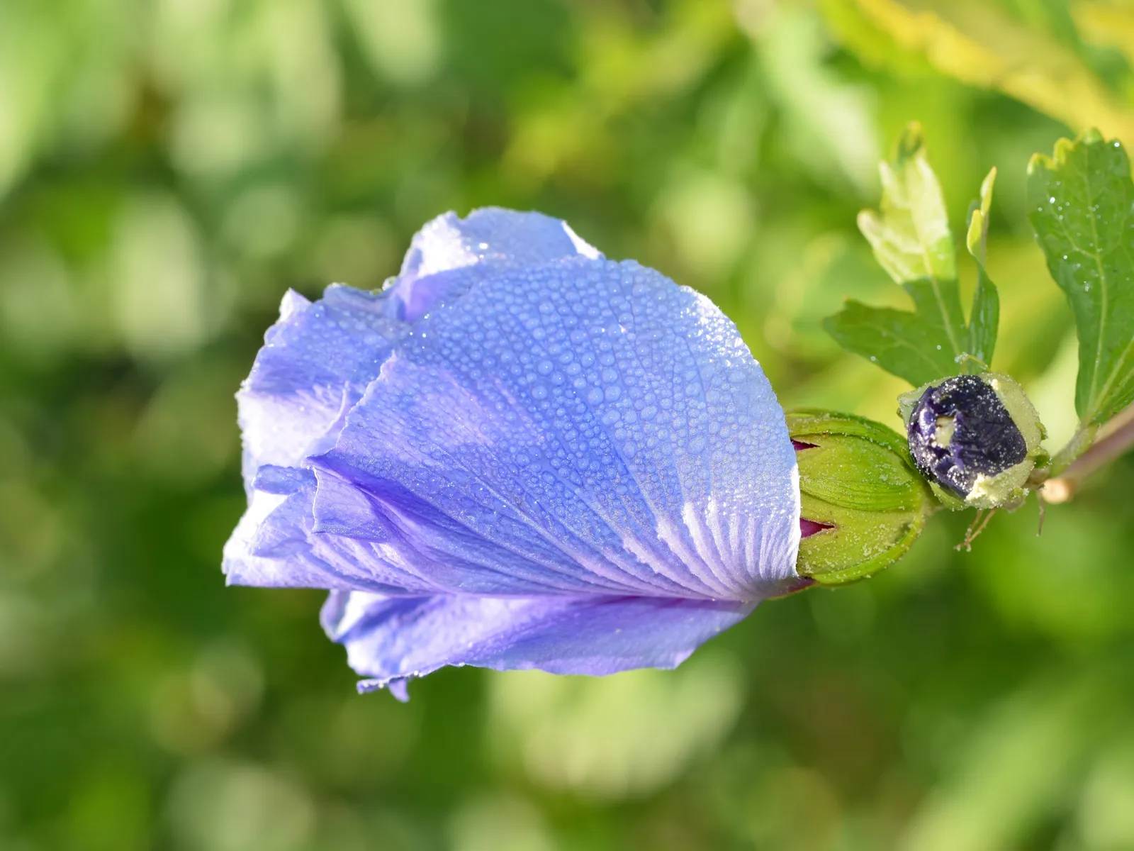 Frilandshibiskus 'Oiseau Bleu' - bild 7