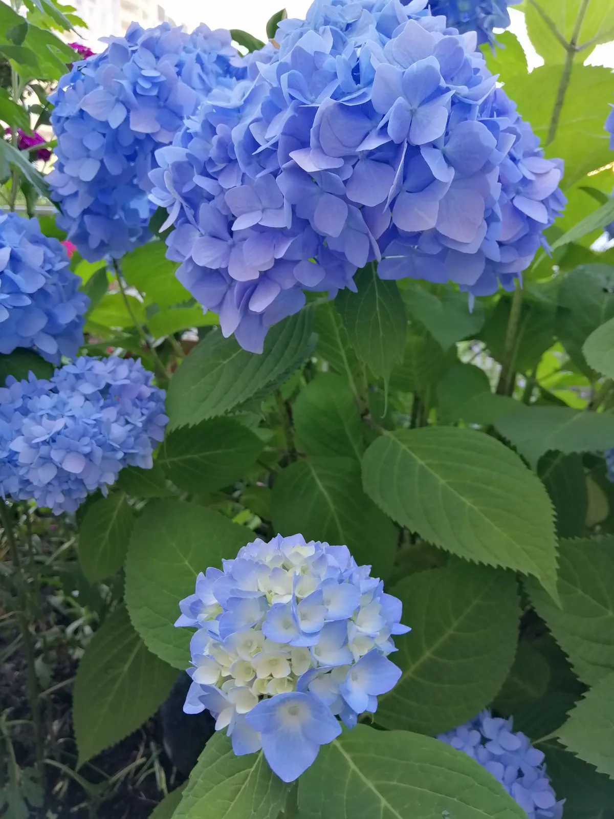 Hortensia 'Nikko Blue' - bild 4