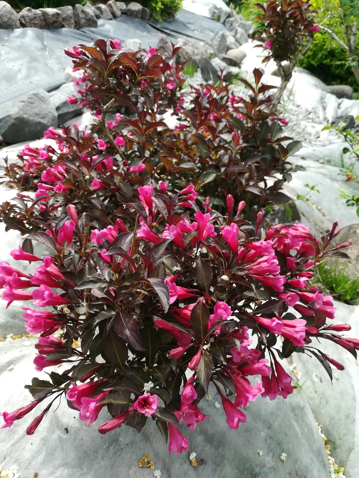 Rosenprakttry 'Alexandra' - bild 1