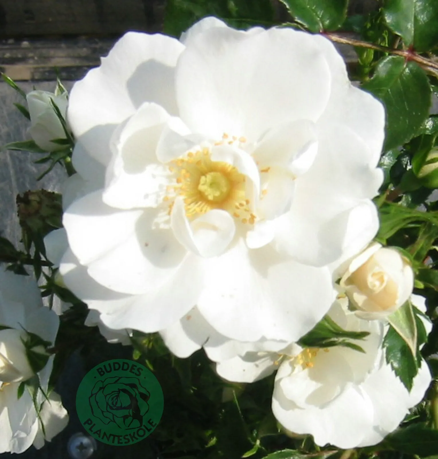 Modern buskros DIAMOND BORDER® ('Pouldiram') - bild 1
