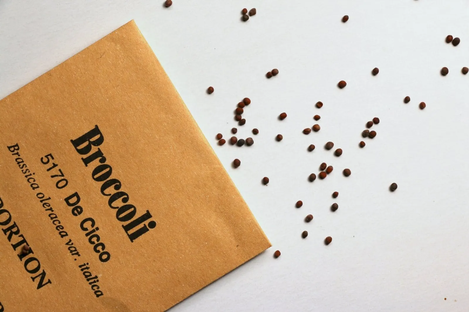 De Cicco broccoli frö med grön broccolihuvud