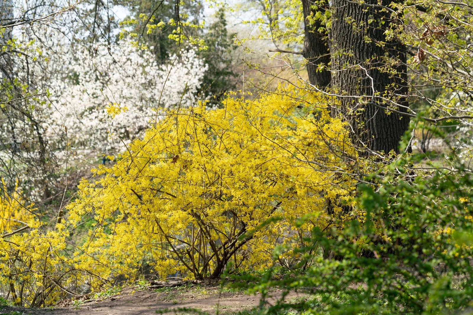 Hybridforsythia 'Lynwood', sol 125-150 cm, co/kl - bild 4