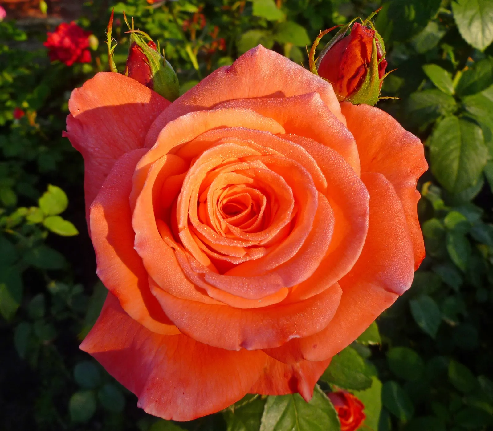 Tehybridros DRONNING INGRID ('Poulgrena'PBR) - bild 2